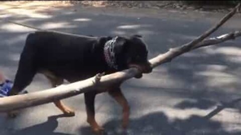 Questo Rottweiler ha una passione speciale per i rami giganti!