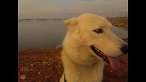 Zeus the husky going for a walk