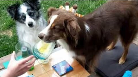 Dona ensina cão a brindar com um copo