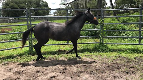 3 Year Old Grey Mare