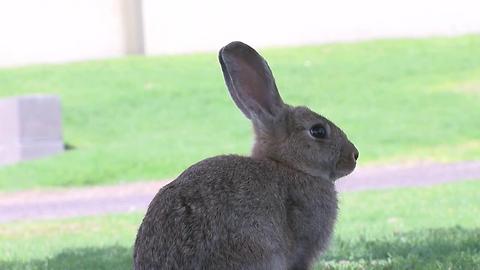 Rescue group fears for safety of bunnies