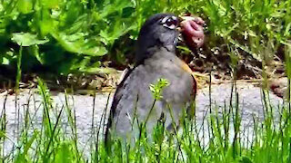 IECV NV #324 - 🐦🐦American Robin In The Neighbor's Yard 5-19-2017