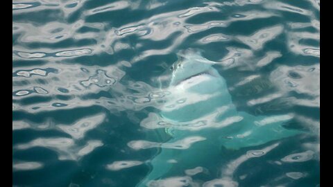 Diver Decapitated by Great White Shark #2 - David Weir