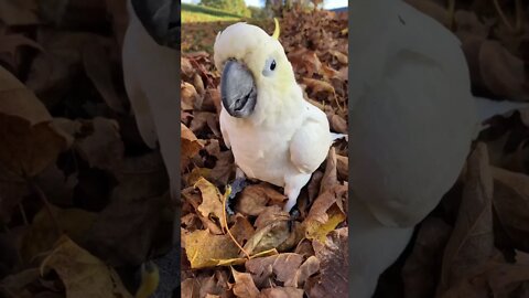 Peaches enjoying the fall #cutepets #shorts #parrot #cockatoo #birdshorts #funnyanimals