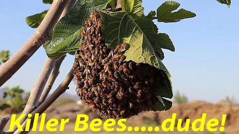 Planting a Seedless Pomegranate | Bees Invade Again! | @IVOrganic