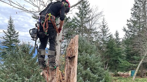 Dirty rotten Maple tree