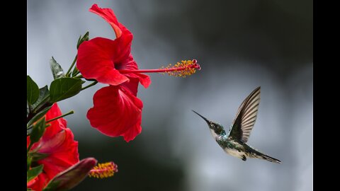 Nature- Hibiscus Flower- RumbelReels