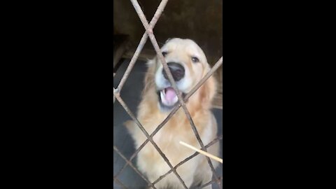 Funny Dog eating fruit skewers