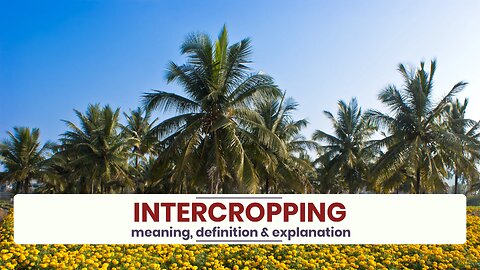 What is INTERCROPPING?