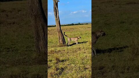 Cheetah Scent-marking #shorts | #ShortsAfrica