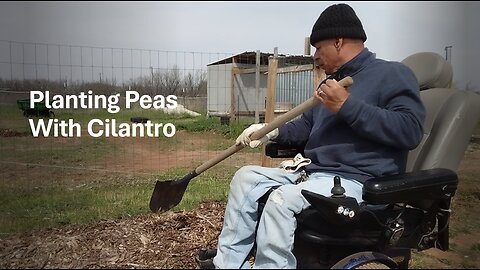 Planting Peas With Cilantro