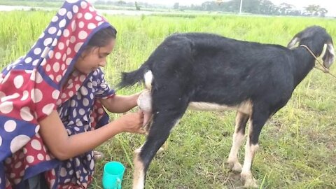 Goats Milk Out _ Goat Milking By Hand