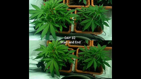 Cannabis Grow Day 32 LONG Weed timelapse Dutch Passion Auto X Treme #grow #autoflowering #cannabis