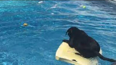 Dog balances on bodyboard to fetch ball from pool