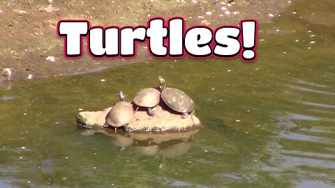 Eastern Musk Turtles And Geese At The Pond! 🦆🐢