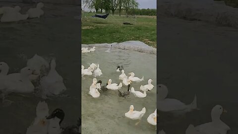 Hilarious Duck Zoomies #shorts