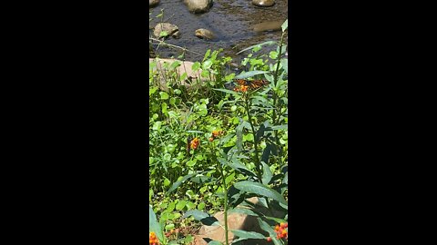 Monarch butterflies at the Huntsville botanical gardens