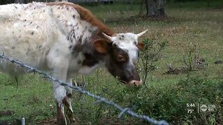 Christmas trees can help farm animals