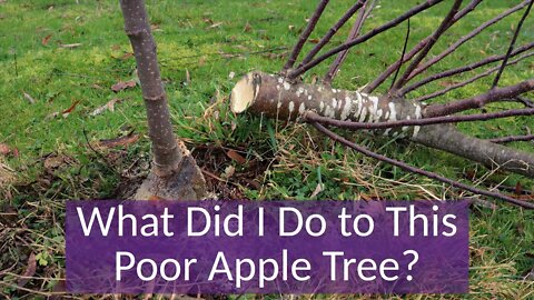 Can Pruning Fix a Badly Leaning Apple Tree?