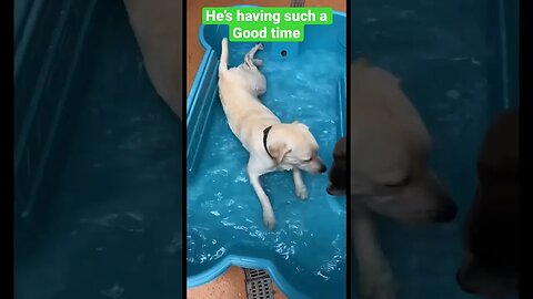 Pool day for the doggos #dogs #shorts #dogshorts #doglover #dogsofinstagram