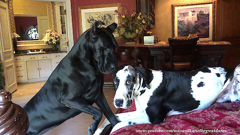 Cat Watches Funny Great Danes Play in Bed