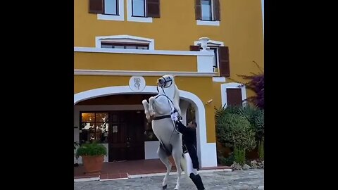 Beautiful Horse 🐎 #UbertainmentFun #Shorts #ytshorts #Dogs #Animals #Fun