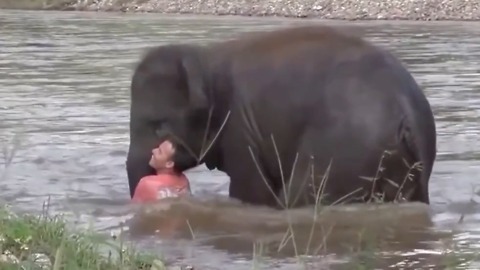 Elephant Saves Man Who Saved Her