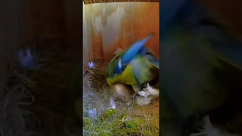 Blue Tit Turning Her First Ever Egg