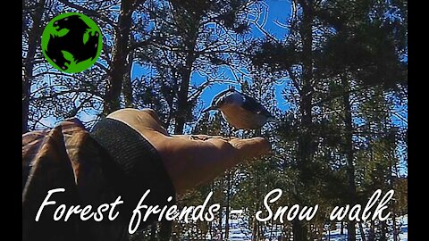 Forest friends find me on a snow walk.