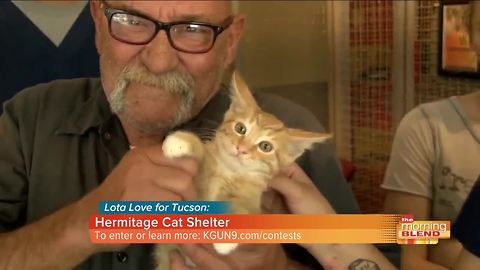 Lota Love for Tucson: Hermitage Cat Shelter