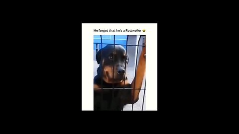 Dog Forgets He's a Dog | Hilarious Identity Crisis! 😂🤭