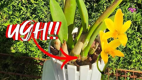 ⚡️ BLITZ ⚡️🚨 Orchid Intervention 🚨 | Uppotting a Rupicolous Laelia Tutorial #ninjaorchids