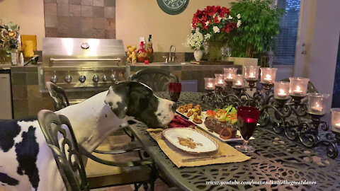 Great Dane Is Ready To Enjoy A Romantic Candlelight Dinner