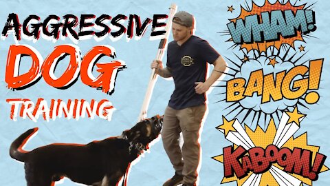 Instructions : Make Dog Become Fully Aggressive With Few Simple Tips