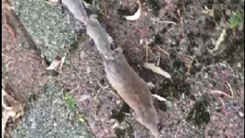 Shrew babies travel by holding on to mom's tail