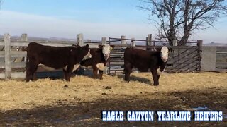 2022 Polled Hereford Heifers