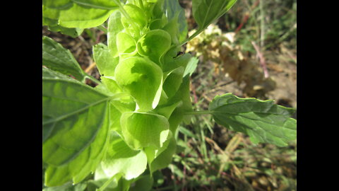 Green Bell Shaped Calyxes Bells Of Ireland September 2021