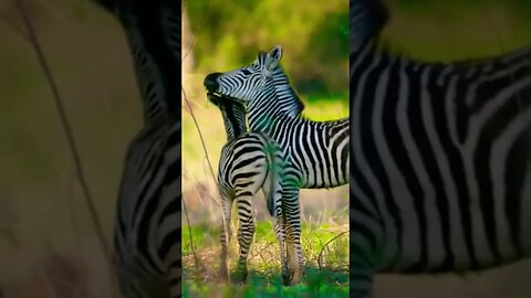 Zebra Family so beautiful #animals #wildlife #africa #zebra