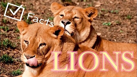 Lion Facts