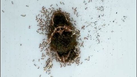 Extreme Fire Ants vs. Frogs! - Animal Timelapse