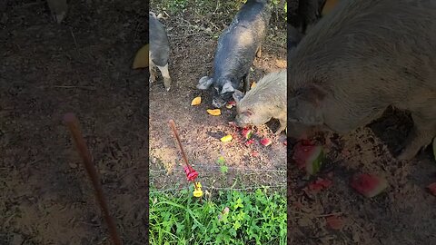 Pigs love their melons 🍈 watermelon 🍉 #ipp #kunekune #farmlife #homestead #nature