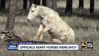 Officials admit wild horses were shot