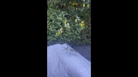 Praying mantis is re-located to the honeysuckle