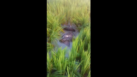 Big Python attack Pet Animal