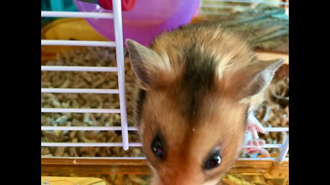 Cocos Hamster❤️🐹🥜