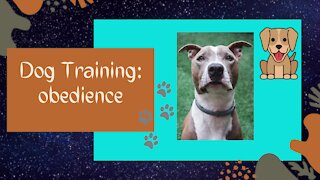 Pit Bull Dog Training