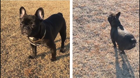 French Bulldog Walk