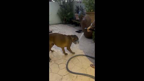 Funny dog video | Boxer loves being sprayed by the garden hose 💦🔫