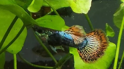 Underwater Viewing Red Mosaic Dragon Guppy Pond