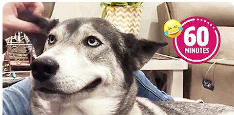 FUNNY Husky Moans for Scratches 😂 | BEST Cat & Dog Videos 2023